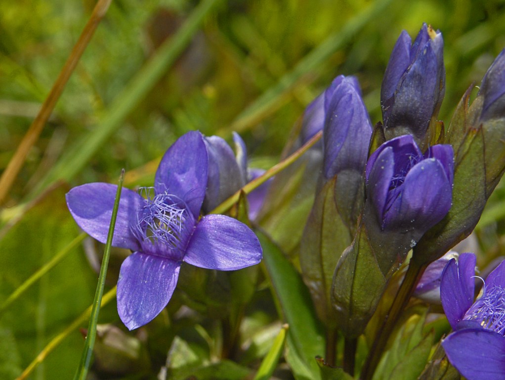 Gentianella campestris